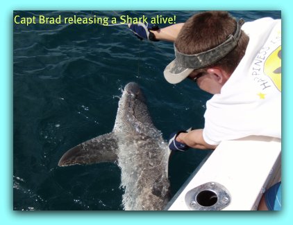 Whant to catch sharks? No problem on Fat Cat Fishing Charters.